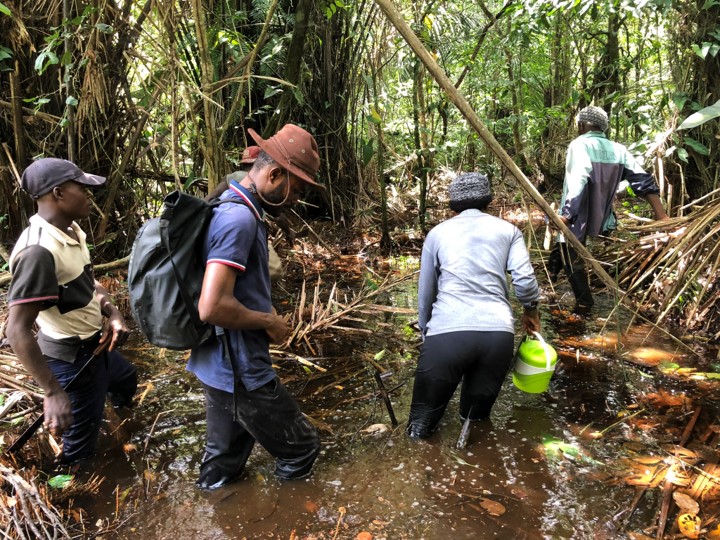 From left: local forest guide, Ovide Emba (research assistant), Esther Bokungu (research assistant) and local forest guide trekking through the peatland forest