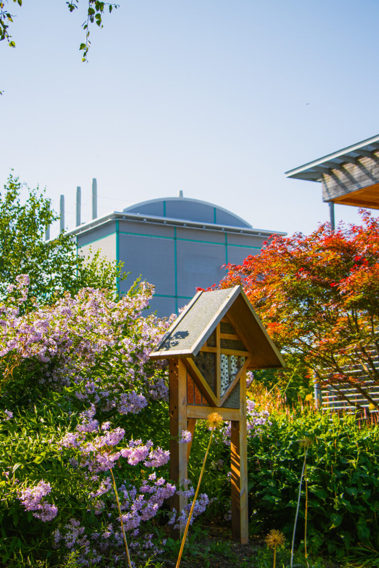 Autumnal trees in a semi urban landscape