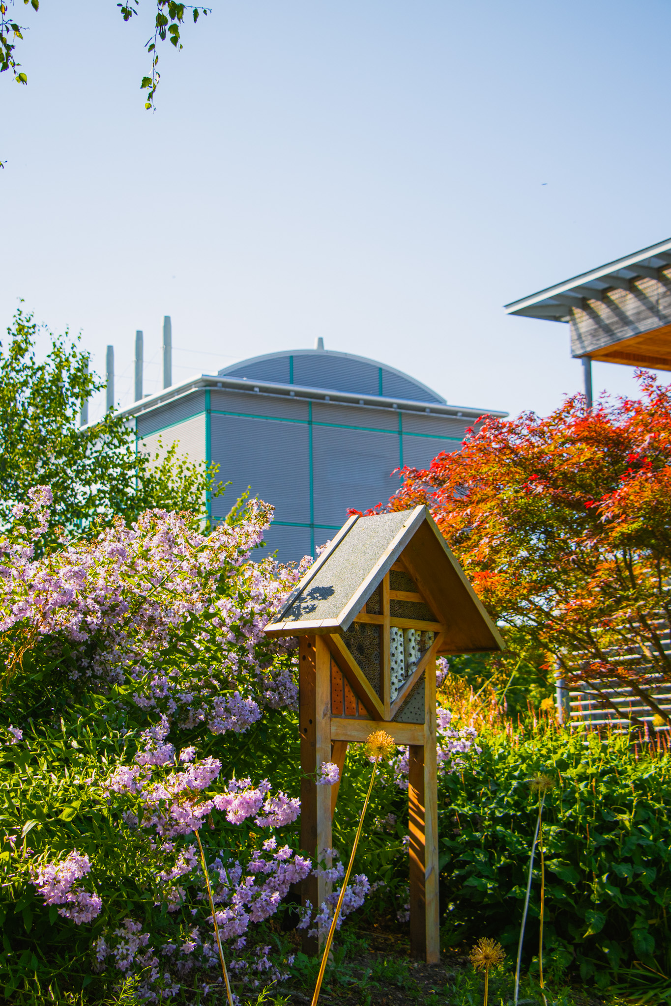 Autumnal trees in a semi urban landscape