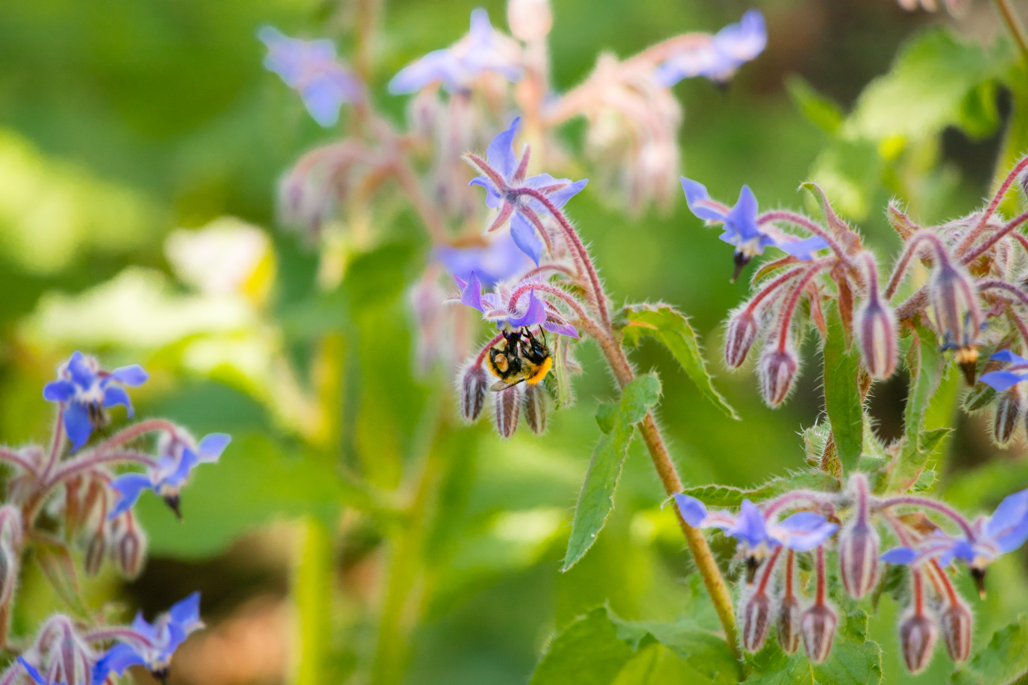 Biodiversity depicted by an image of flowers