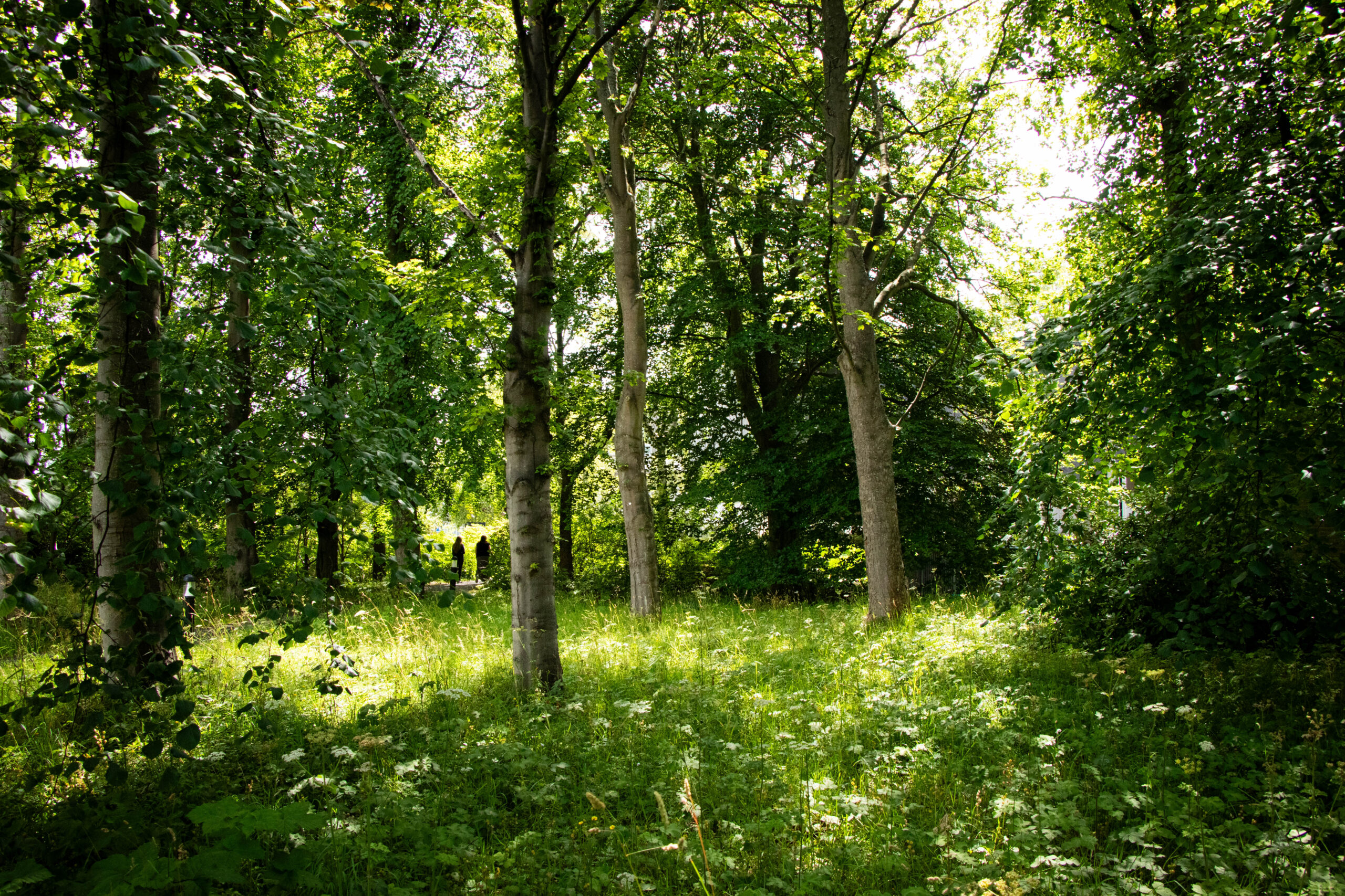 Lush woodland in summer